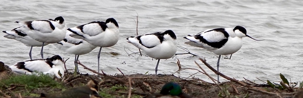 avocet
